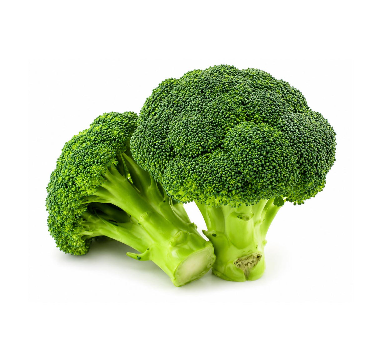 Fresh broccoli, two heads with green florets and stalks