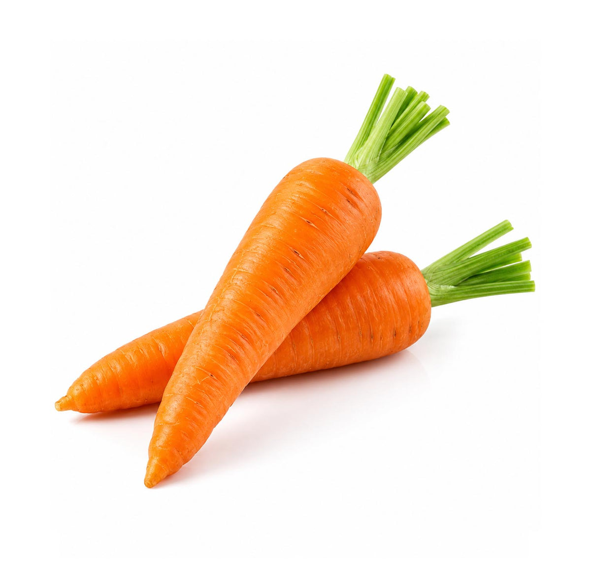 Fresh carrots, two whole orange roots with green tops