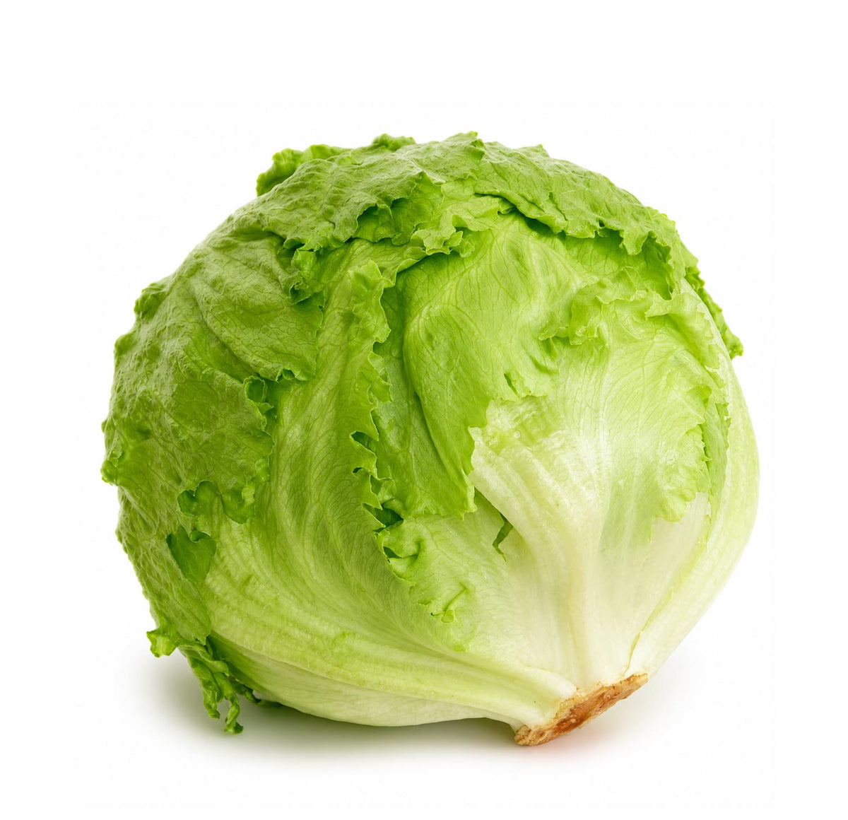 Fresh iceberg lettuce, whole head with pale green leaves