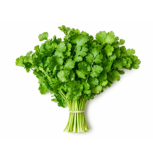 Fresh cilantro bunch with bright green leaves