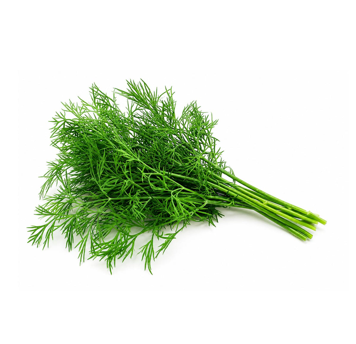 Fresh dill bunch, feathery green fronds on stems