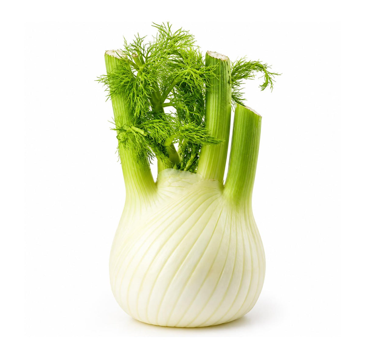 Fresh fennel bulb with green stalks and feathery fronds