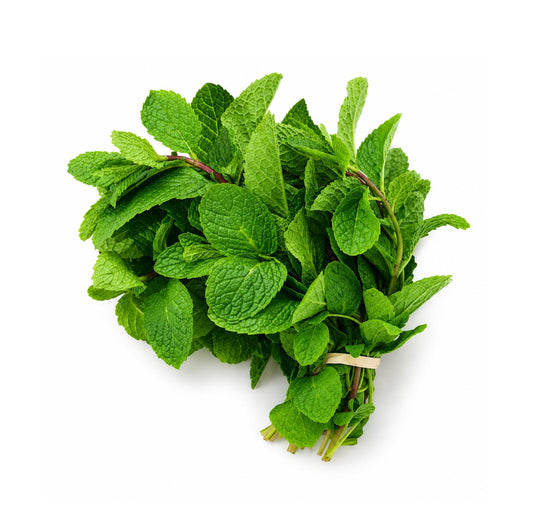 Fresh mint bunch, green spearmint leaves tied at the stems
