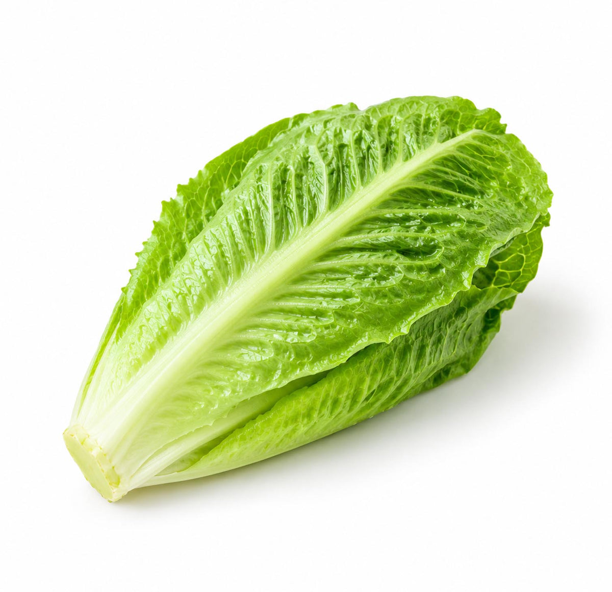 Fresh romaine heart with crisp pale ribs and green leaves