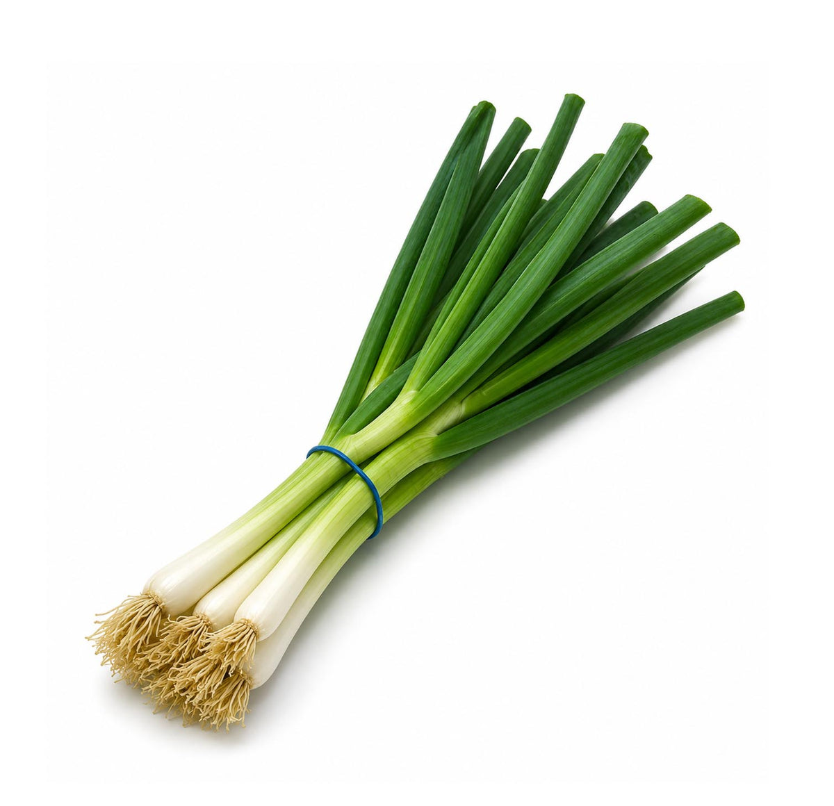 Bunch of fresh green onions with dark green tops and white bulbs on a white background